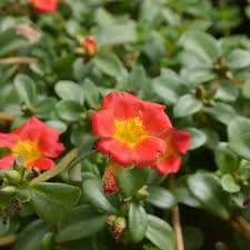 Attēlu rezultāti vaicājumam “Portulaca oleracea”