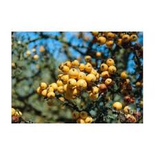 Attēlu rezultāti vaicājumam “Malus x zumi fruit”