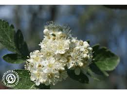 Attēlu rezultāti vaicājumam “Sorbus hybrida”