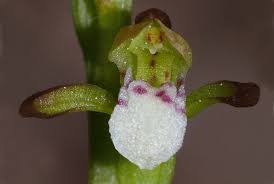 Attēlu rezultāti vaicājumam “Corallorhiza trifida”