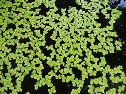 Attēlu rezultāti vaicājumam “Spirodela polyrhiza”