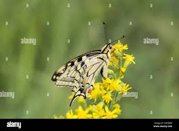 Attēlu rezultāti vaicājumam “Papilio machaon underside”