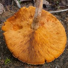 Attēlu rezultāti vaicājumam “Gymnopilus picreus”