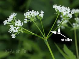 Attēlu rezultāti vaicājumam “Comatricha alta stalked”