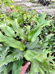 Attēlu rezultāti vaicājumam “Cribraria languescens”