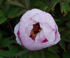 Attēlu rezultāti vaicājumam “Paeoniaceae”