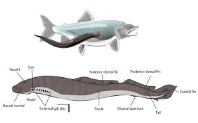 Image result for Lethenteron camtschaticum