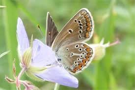 Attēlu rezultāti vaicājumam “Eumedonia eumedon”