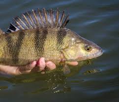 Image result for Trimpley Anglers Association