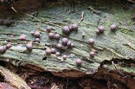 Attēlu rezultāti vaicājumam “Lycogala cf. oleocrystalliferum young”