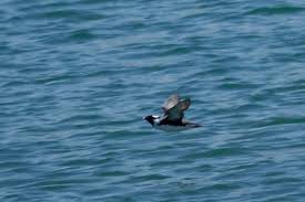 Image result for Synthliboramphus antiquus