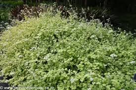 Image result for Helichrysum lindleyii