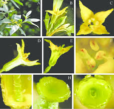 Attēlu rezultāti vaicājumam “Elaeagnus commutata”