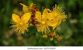 Attēlu rezultāti vaicājumam “Hypericum maculatum flower”