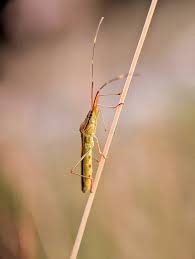 Attēlu rezultāti vaicājumam “Alydus calcaratus”