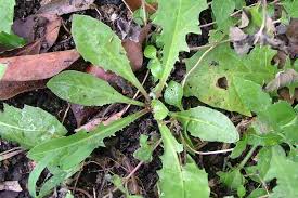 Attēlu rezultāti vaicājumam “Taraxacum officinale aggr. leaf”