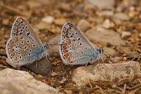 Attēlu rezultāti vaicājumam “Polyommatus icarus male”