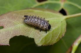 Attēlu rezultāti vaicājumam “Chrysomela populi”