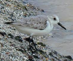 Attēlu rezultāti vaicājumam “Calidris alba”