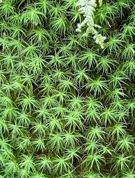 Attēlu rezultāti vaicājumam “Bartramia pomiformis”