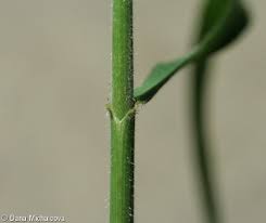 Attēlu rezultāti vaicājumam “Bromopsis benekenii”