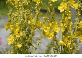 Attēlu rezultāti vaicājumam “Verbascum densiflorum leaf”