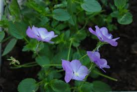 Attēlu rezultāti vaicājumam “Viola x williamsii”