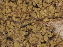 Attēlu rezultāti vaicājumam “Chaenotheca chrysocephala”