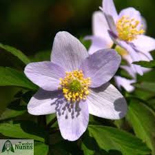 Attēlu rezultāti vaicājumam “Anemone nemorosa”