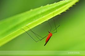 Attēlu rezultāti vaicājumam “Limoniidae”