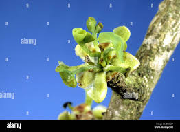 Attēlu rezultāti vaicājumam “Ginkgo biloba male flower”