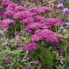 Attēlu rezultāti vaicājumam “Hylotelephium telephium”