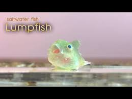 Image result for Cyclopterus lumpus