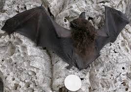 Attēlu rezultāti vaicājumam “Eptesicus serotinus”