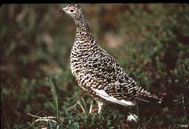 Attēlu rezultāti vaicājumam “Lagopus lagopus female”