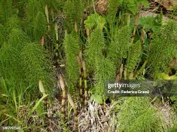 Attēlu rezultāti vaicājumam “Equisetum telmateia”