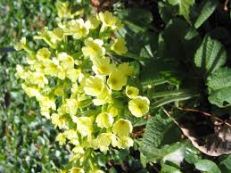 Image result for Himmelschlüssel