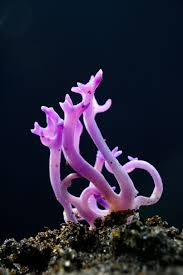 Attēlu rezultāti vaicājumam “Ramariopsis pulchella”