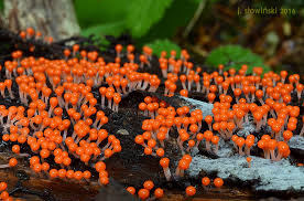 Attēlu rezultāti vaicājumam “Hemitrichia sp.”