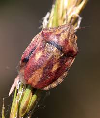 Attēlu rezultāti vaicājumam “Eurygaster testudinaria”