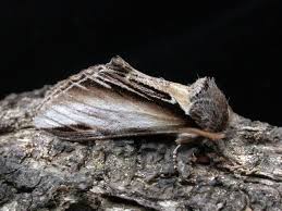 Attēlu rezultāti vaicājumam “Pheosia tremula”