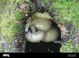 Attēlu rezultāti vaicājumam “Pholiota heteroclita”