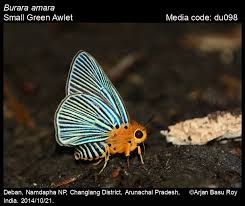 Image result for Papilionoidea