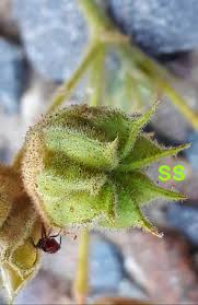 Attēlu rezultāti vaicājumam “Agrimonia pilosa bud”