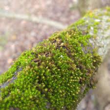 Attēlu rezultāti vaicājumam “Thuidium delicatulum”