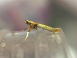 Attēlu rezultāti vaicājumam “Caloptilia hemidactylella”