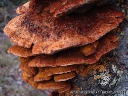 Attēlu rezultāti vaicājumam “Inonotus rheades”