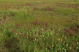 Attēlu rezultāti vaicājumam “Eleocharis quinqueflora flower”