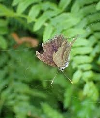 Attēlu rezultāti vaicājumam “Favonius quercus underside”