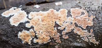 Attēlu rezultāti vaicājumam “Cylindrobasidium evolvens”